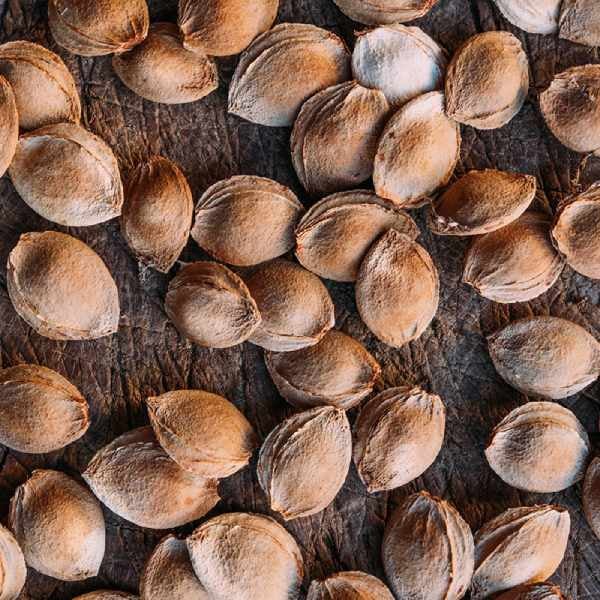 Can eating apricot kernels cure cancer Cancer Council